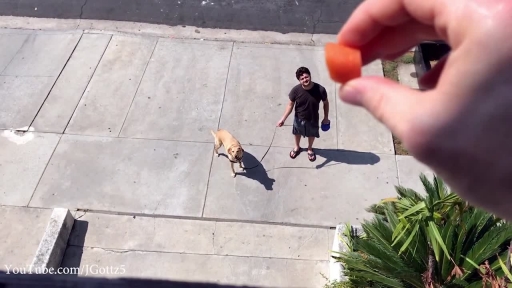 
Talented Dog Catches Treats Thrown From Second-Story Patio
