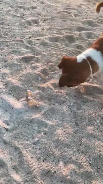 Crab Faces Off With Playful Dog on Beach in Mexico