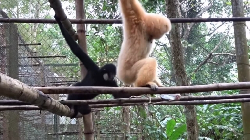 Cute Gibbons Quarrel Over Peanuts