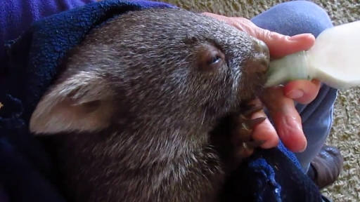 Rescued Baby Wombat Enjoys Her Dinner Time