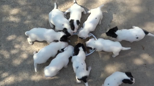 
It's Dinner Time for These Adorable Jack Russell Terrier Puppies
