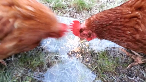 
Chickens Confused by Piece of Ice Blocking Their Food
