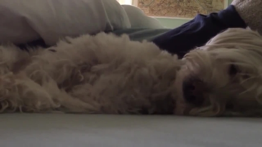 This Dog Takes Her Afternoon Naps Very Seriously