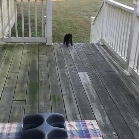 Stampede of Adorable Puppies Masters the Steps