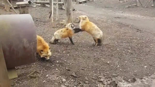 Tourist Captures Foxes in Bizarre Screaming Match