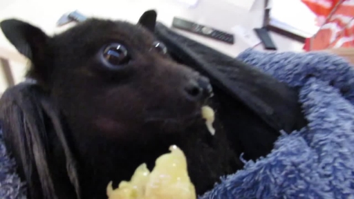 
Lovable Bat Gets Startled When He Hears Rescuer's Voice
