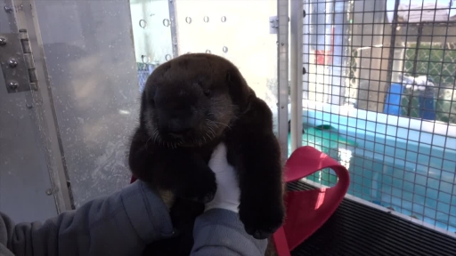 Squeaky Rescued Otter Pup Joins Oregon Zoo