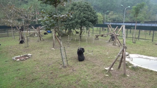 Rescued Bears Enjoy Freedom With Friendly Playtime