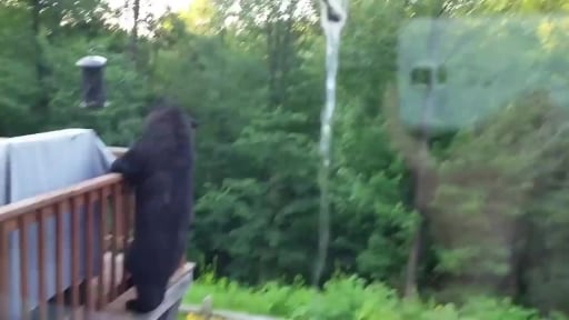 
Bear on a Mission Climbs Up House's Deck in Montgomery
