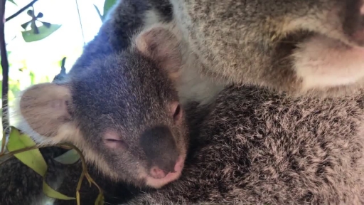 Baby Koala Says Hi on Threatened Species Day