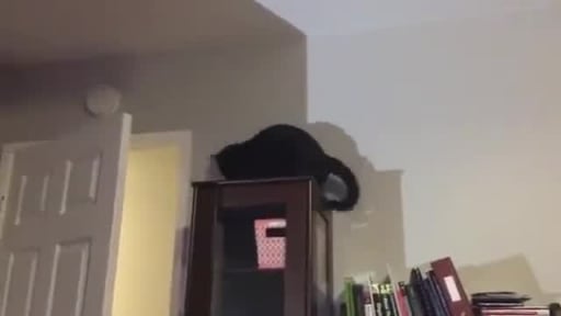 Adorable Kitty Chases Its Tail On Top of Cupboard