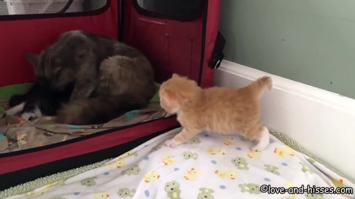 Little Kitten Takes His Wobbly First Steps