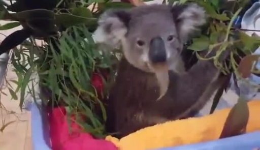 
Koala Enjoys a Feed Despite Broken Leg from Car Accident
