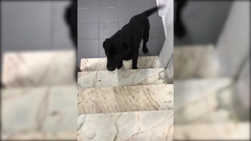 Doggy Overcomes Fear of Stairs