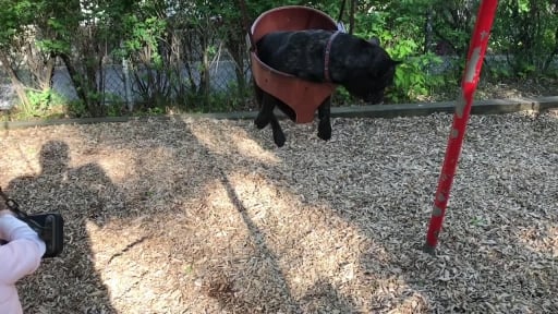 French Bulldog Takes a Turn on the Swing