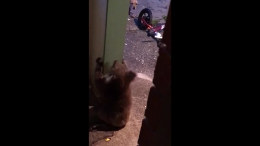 
Koala Growls at Family Dog, Then Calmly Hangs on Their Front Door
