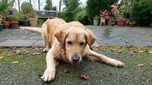 
Thirsty Golden Retriever Just Loves This Garden Hose
