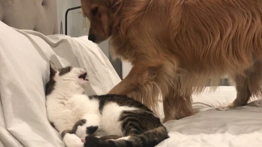 
Bedtime Snuggles Turns Into Play Fight For Cat and Dog
