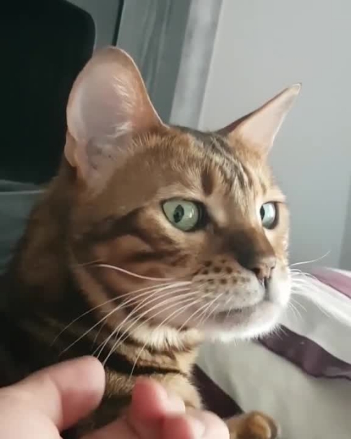 
Bengal Cat Lifts Chin Like Old Man When Getting Scratched
