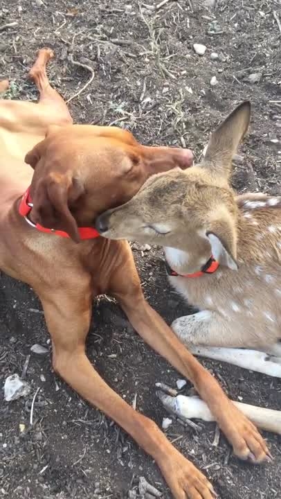 
Dog and Orphaned Fawn Strike Up Unlikely Friendship
