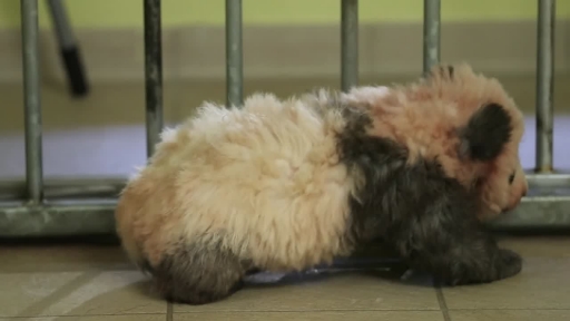 First French-Born Panda Takes His First Steps