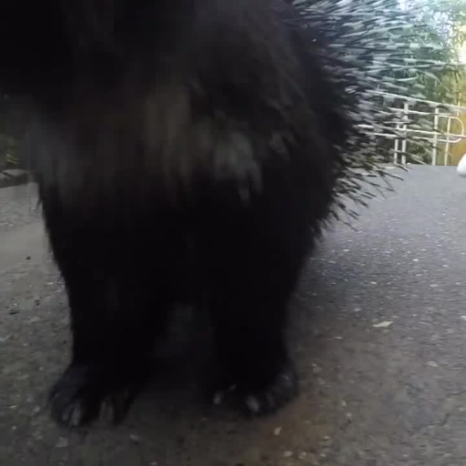 
Oregon Zoo Keepers Take Porcupine on Walk to Meet Seals
