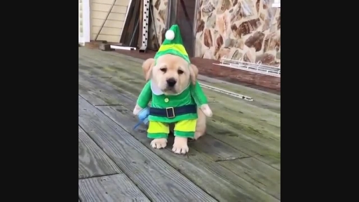 Cute Puppy Dressed as Elf Will Make Your Christmas