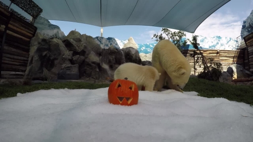 Polar Bear Cub Plays With Halloween Pumpkins