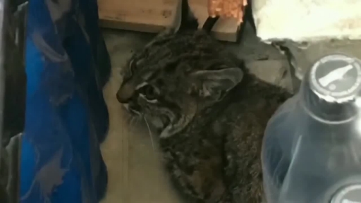 Baby Bobcat Seeks Refuge in California Gas Station