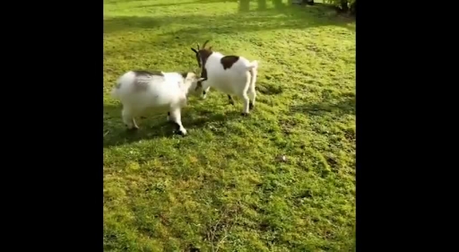 Kid Goat Gets Headbutted By Pal