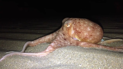 
Locals Baffled as Dozens of Octopuses Come Ashore Along Welsh Beach
