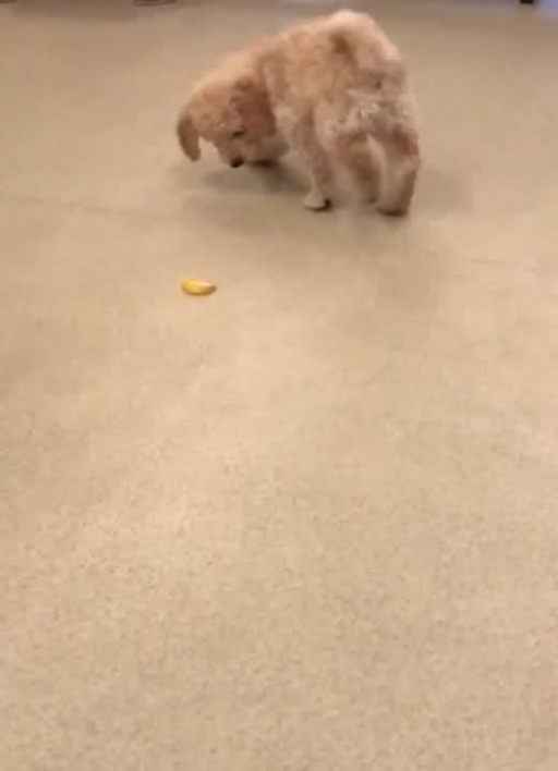 Energetic Puppy Tries to Fight a Lemon