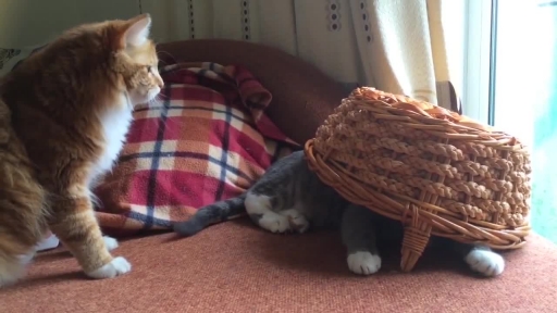 Grey Cat Plays Hide-and-Seek Under Basket