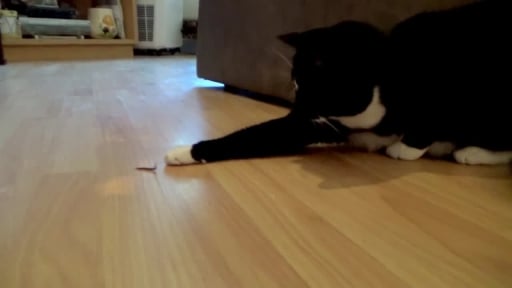 Cat Shows No Mercy to Helpless Centipede