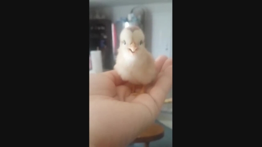 Baby Hatchling Utters Its First Chirps