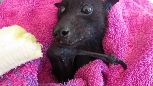 Hungry Bat Can't Stop Eating Banana