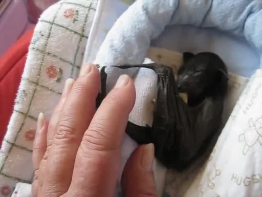 Tiny Baby Bat Reaches Out For Cuddles