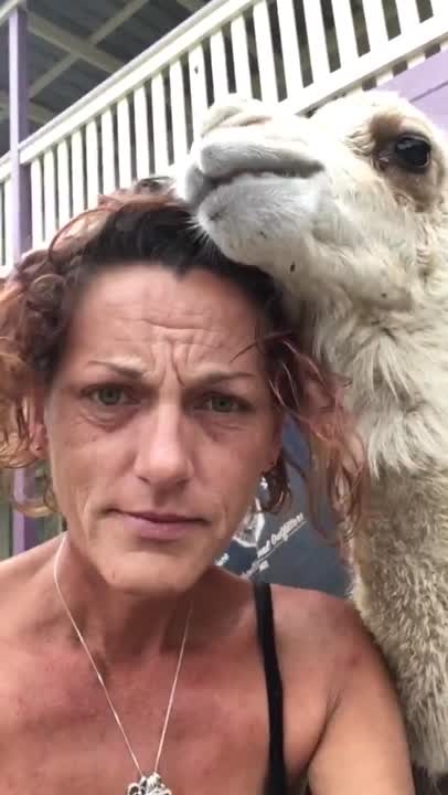 Bogan the Camel Can't Get Enough of Owner's Hair