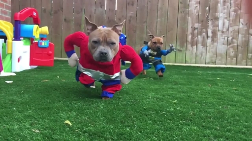 Superhero Pups Run in Slow Motion Towards Camera