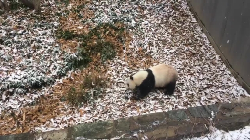 National Zoo's Panda Takes a Roll in the Snow