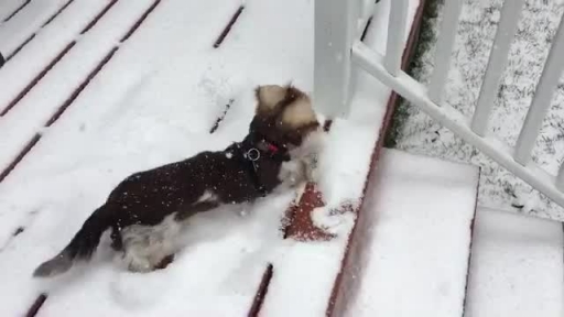 Chicago Dog Enjoys First Snow