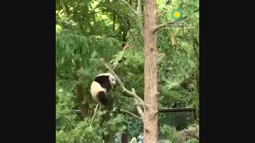 
Washington Zoo's Panda Bei Bei Falls From Trees For Fun
