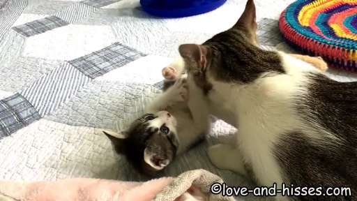 Adorable Kittens Try to Play During Bath Time