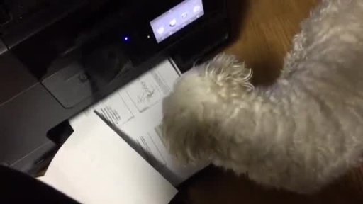 Dog Tries to Show Photocopier Who's Boss