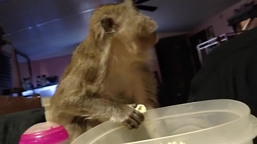 
Monkey Agrees That Movies Are Always Better With Popcorn
