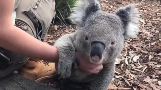 Charlie the Koala Surrenders to Belly Rubs