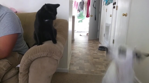 Cat Refuses to Give Up Space on Couch Beside Owner