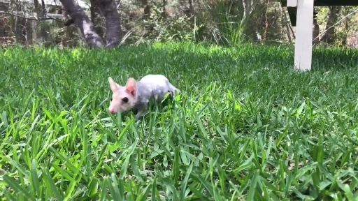 Quoll Babies Tuck Into a Plate of Milk