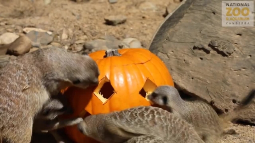 Meerkats Enjoy Spooky Pumpkin With Treats Inside