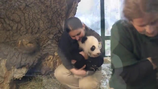 Twin Pandas Weighed in Vienna Zoo Schönbrunn